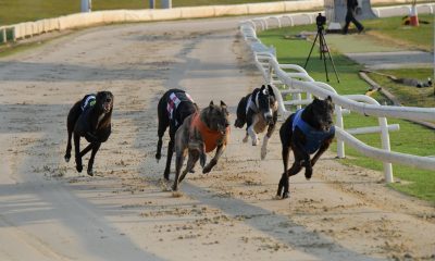 English Greyhound Derby