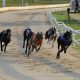 English Greyhound Derby