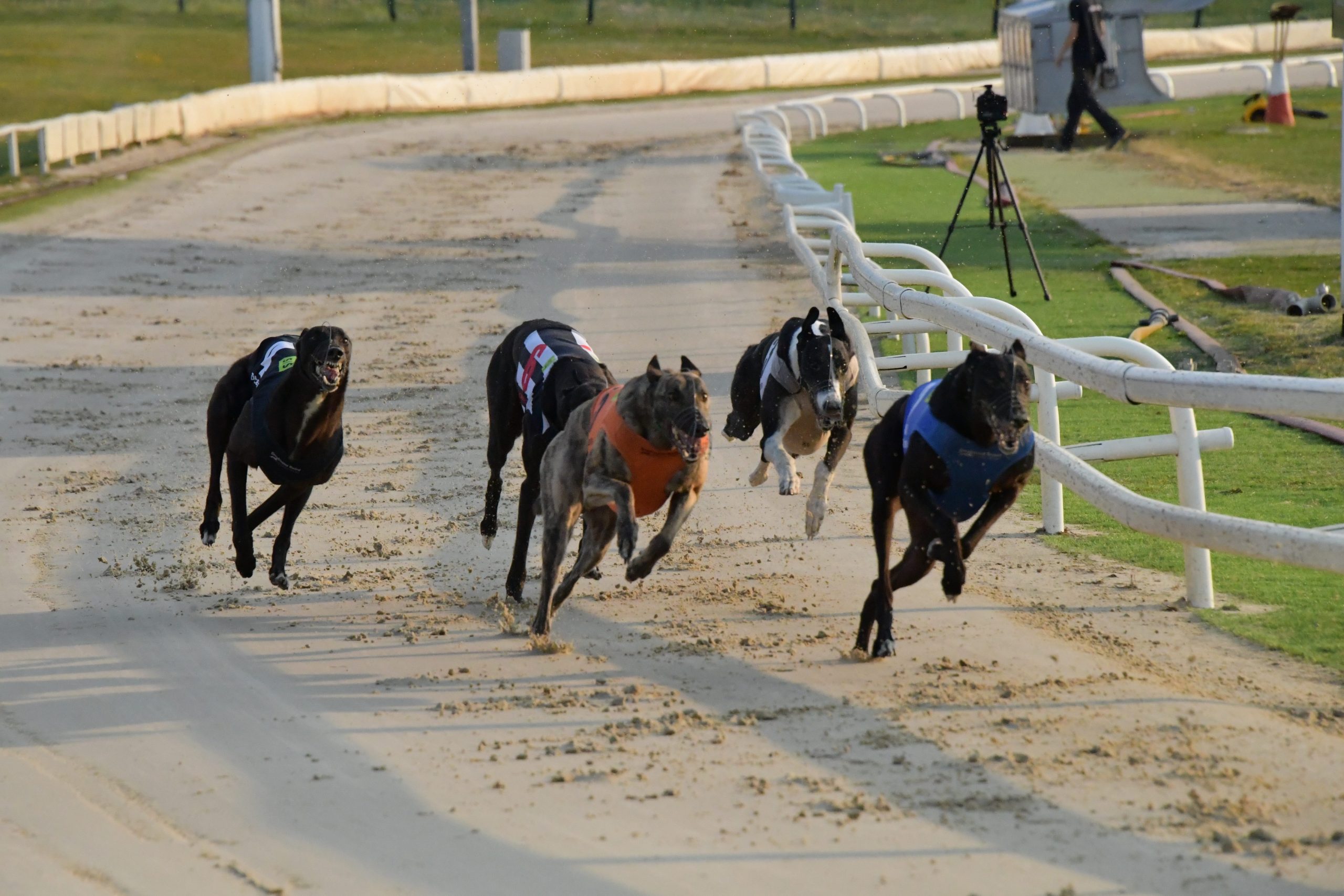 English Greyhound Derby