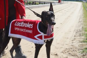 Untold Dollar pictured at Monmore