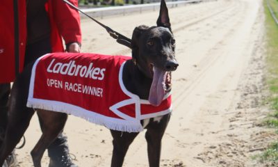 Untold Dollar pictured at Monmore