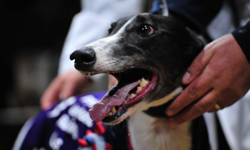 Druids Say Go after winning the PGR final