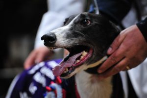 Druids Say Go after winning the PGR final