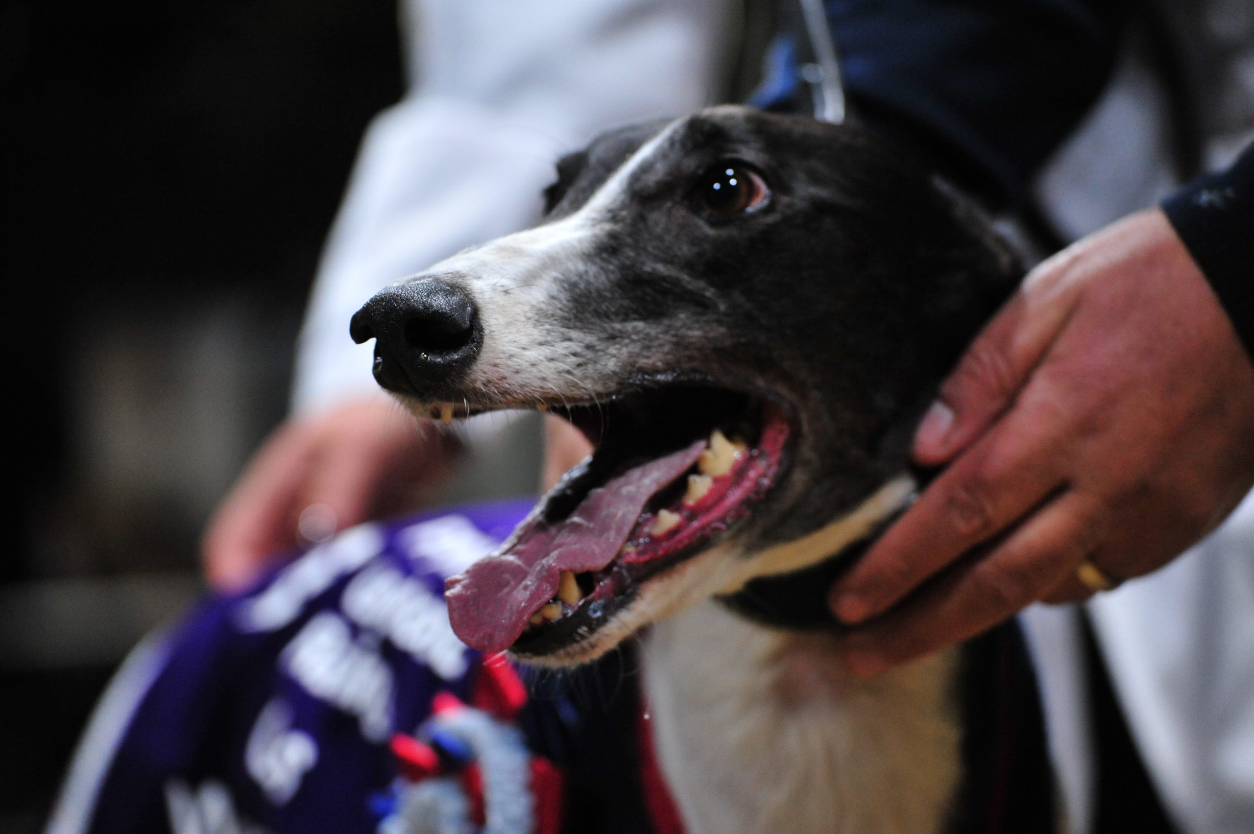 Druids Say Go after winning the PGR final