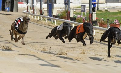 New greyhound homing campaign. Action from Romford greyhound racing stadium. New greyhound homing campaign