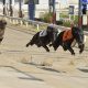 New greyhound homing campaign. Action from Romford greyhound racing stadium. New greyhound homing campaign