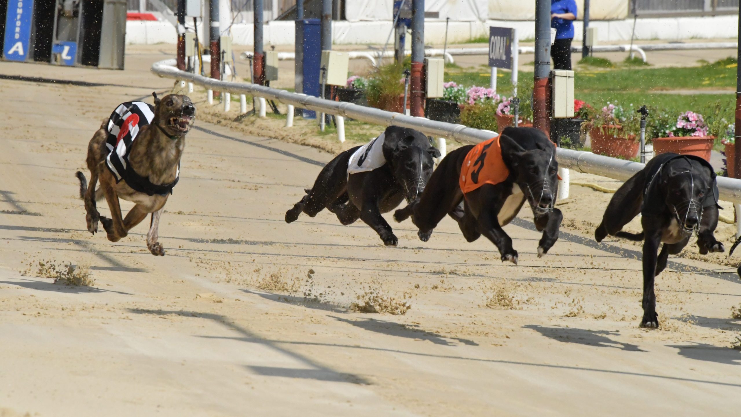 New greyhound homing campaign. Action from Romford greyhound racing stadium. New greyhound homing campaign