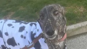 Savana Elsie at Noir Racing Kennels