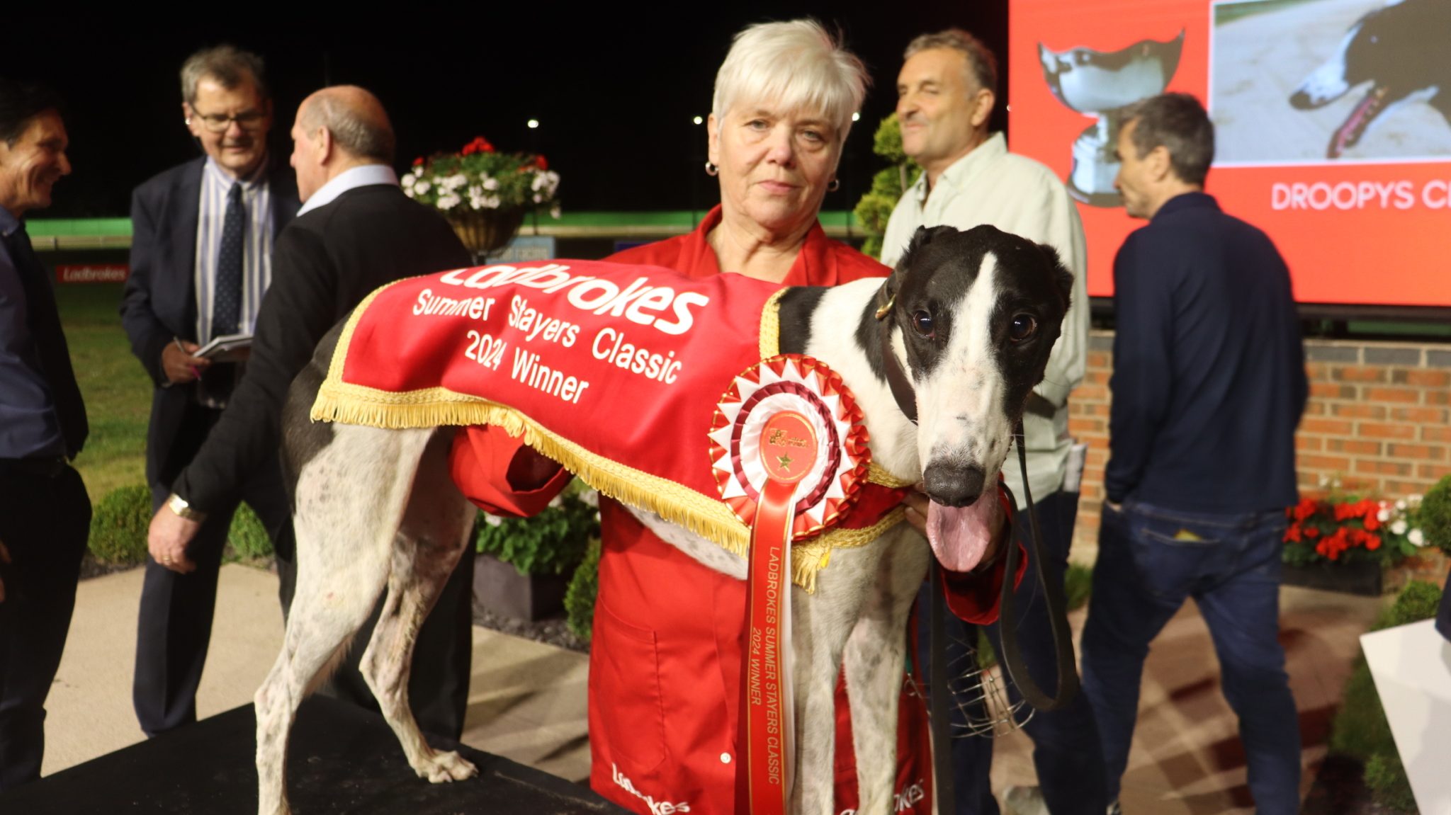 GBGB has today published its Open Race calendar for 2025. This is again ahead of schedule. It gives Owners and Trainers more time to plan for the racing year ahead. Here's an image of Droopy's Clue, already a winner of 2 Cat 1 open competitions in 2024.