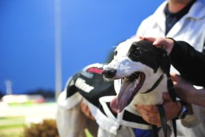 Sambar Kian at Nottingham