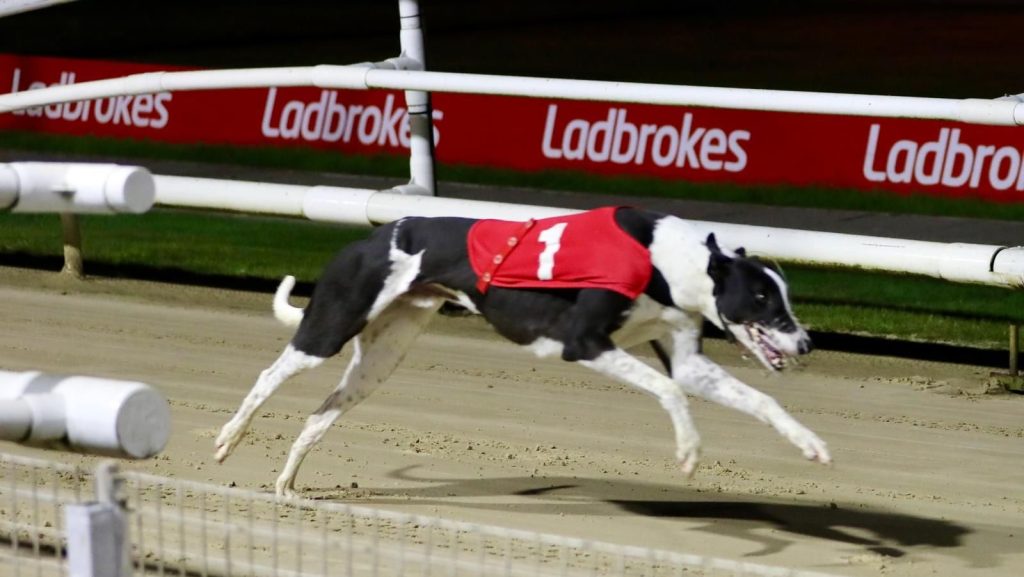 The Weekly Review: Aayamza Sydney wins Heat 4 of The Ladbrokes Gold Collar at Crayford. Photo: Tony Brealey