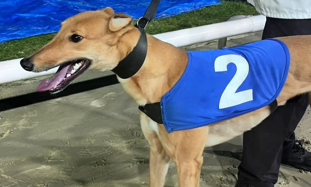 Head Count flies the flag for Kent in Arena Racing Company Cesarewitch final