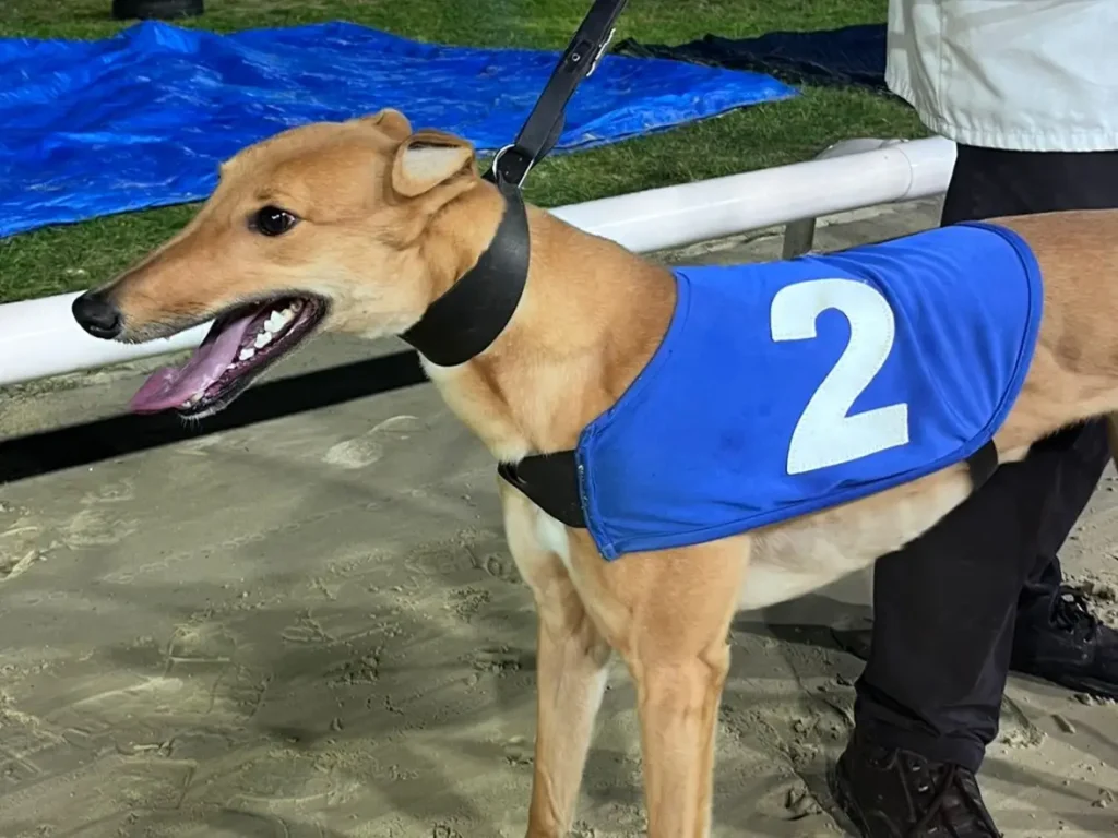 Head Count flies the flag for Kent in Arena Racing Company Cesarewitch final