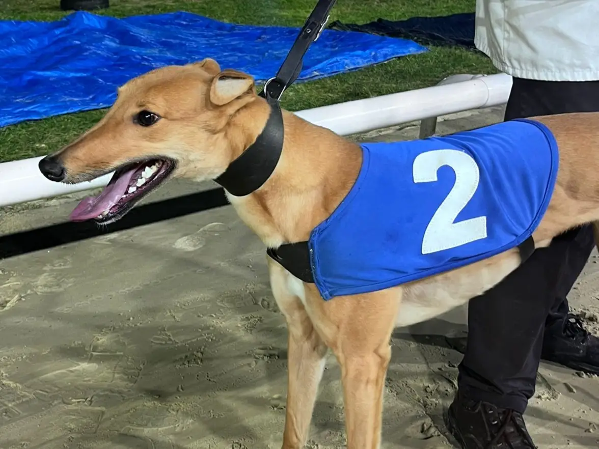 Head Count flies the flag for Kent in Arena Racing Company Cesarewitch final