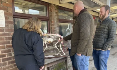 Maintaining.the_.Canine.Athlete (1)