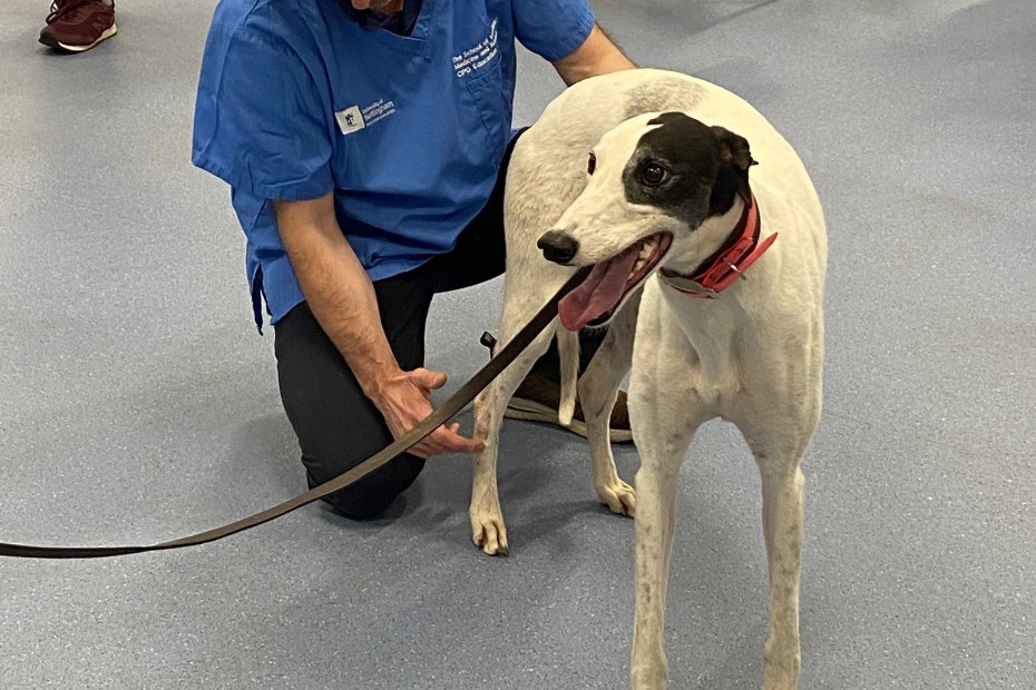 MSK-exam-demonstration-CPD-day-may-2025-930x620